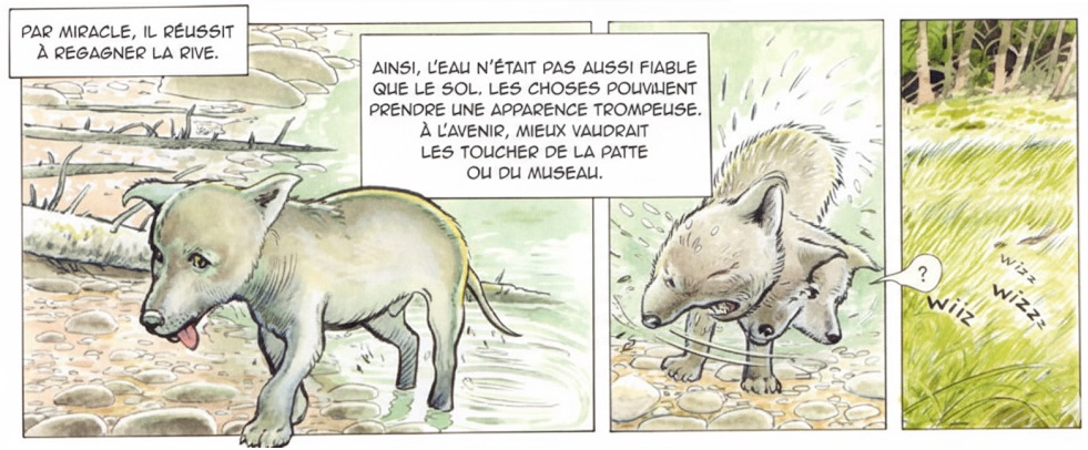 extrait bd Croc-Blanc